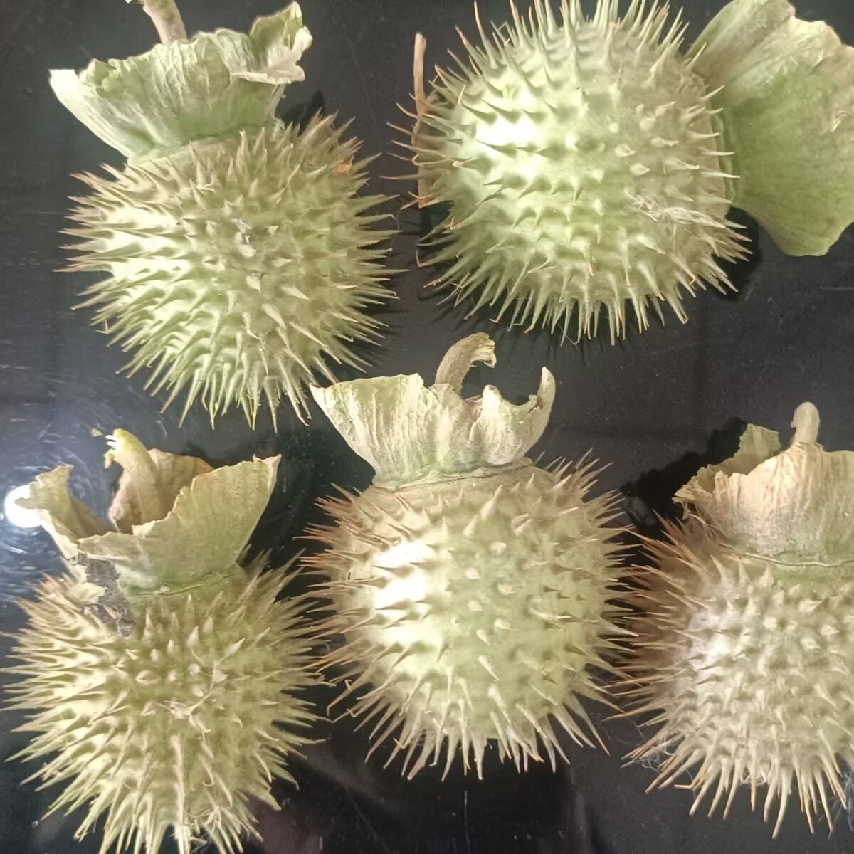 Potpourri Dried Flower - 高品質の天然乾燥チョウセンアサガオのポッド – キャンドル/石鹸/お香作り、DIY クラフト、家の装飾用