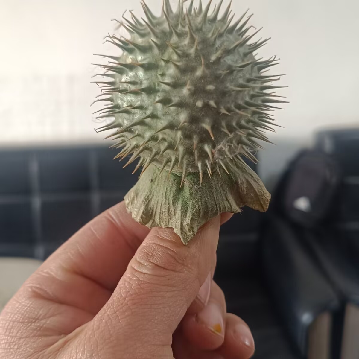高品質の天然乾燥チョウセンアサガオのポッド – キャンドル/ - Potpourri Dried Flower のレビューと価格
