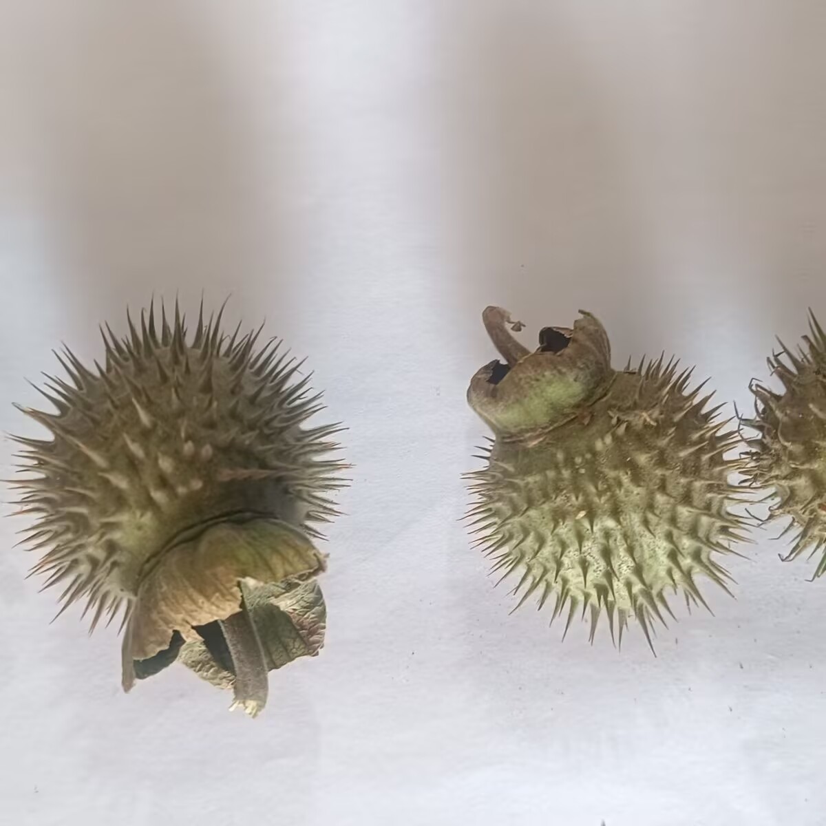 高品質の天然乾燥チョウセンアサガオのポッド – キャンドル/ - Potpourri Dried Flower のレビューと価格